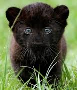 baby panther.jpg